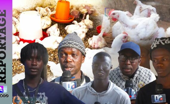 Pénurie de poulets à la Korité : Les éleveurs face à la montée des prix et la crise alimentaire