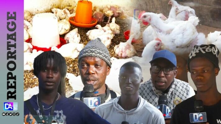 Pénurie de poulets à la Korité : Les éleveurs face à la montée des prix et la crise alimentaire