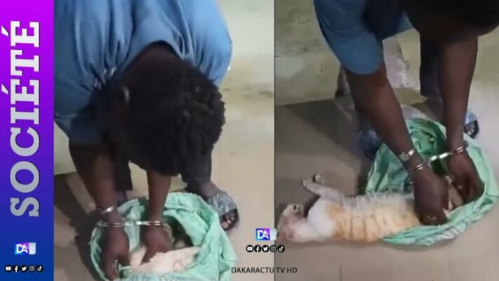 Vente de brochettes dans les rues de la Médina : un homme arrêté avec un chat égorgé dans un sachet