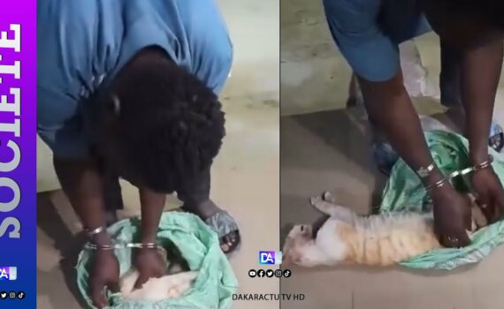 Vente de brochettes dans les rues de la Médina : un homme arrêté avec un chat égorgé dans un sachet Vente de brochettes dans les rues de la Médina : un homme arrêté avec un chat égorgé dans un sachet